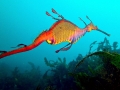 Sea Dragon