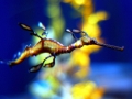 Sea Dragon