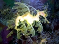 Sea Dragon