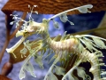 Sea Dragon