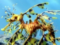 Sea Dragon