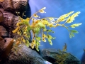 Sea Dragon