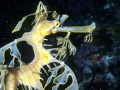 Sea Dragon