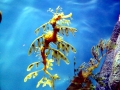Sea Dragon