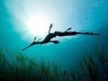 Sea Dragon