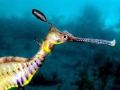 Sea Dragon