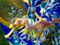 Sea Dragon