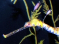 Sea Dragon