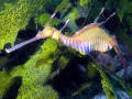 Sea Dragon