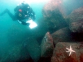 Sea Star