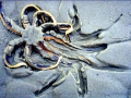 Sea Star