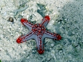 Sea Star