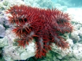Sea Star