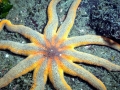 Sea Star