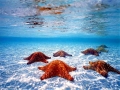 Sea Star