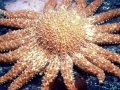 Sea Star
