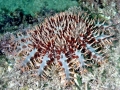 Sea Star