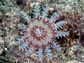 Sea Star845