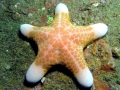 Sea Star