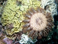 Sea Star