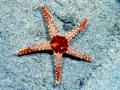 Sea Star