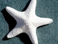 Sea Star