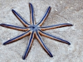 Sea Star