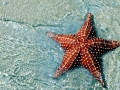 Sea Star