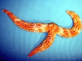 Sea Star
