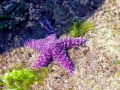 Sea Star