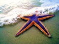 Sea Star