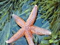 Sea Star