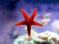 Sea Star