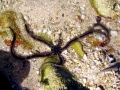 Sea Star