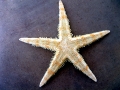 Sea Star
