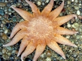 Sea Star