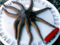 Sea Star