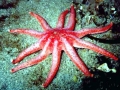 Sea Star