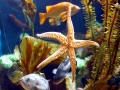 Starfish