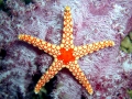Sea Star