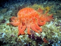 Sea Star