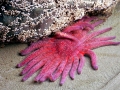 Sea Star