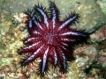 Sea Star