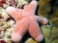 Sea Star