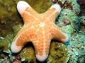 Sea Star