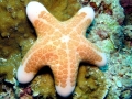 Sea Star