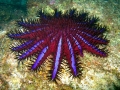 Sea Star