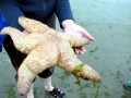 Sea Star