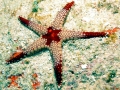 Sea Star