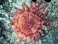 Sea Star